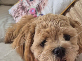 Shih Tzu girl 6 moths
