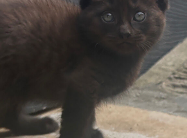 Turkish Angora mixed Kittens available