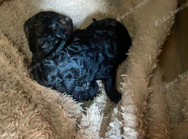 Cockapoo puppies for sale