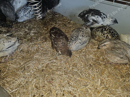 Cotunix Quail for sale