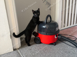 Beautiful black kitten