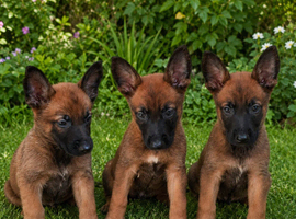 SHEPHERD PUPPIES FOR SALE