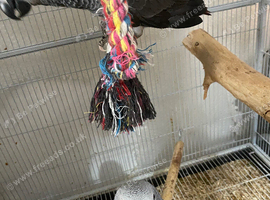 READY TO LEAVE Baby African grey Congo&rsquo;s
