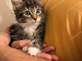 Beautiful kittens for sale