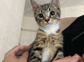 Cute kitten