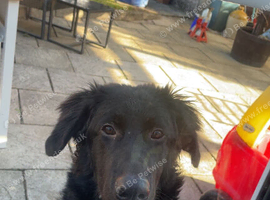 Germans shepherd 7 months old