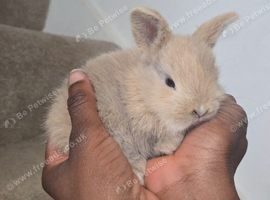 Netherland dwarf mix mini lop baby bunnies