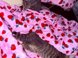2 kittens