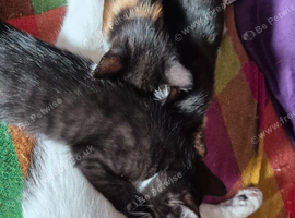 Maincoon x Siamese babies. Ready Now for 4eva loving homes