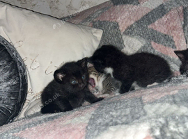 1 tabby, 1 all black & 2 tuxedos.