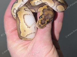 Clown Royal python hatchlings