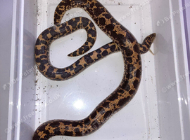 KENYAN SAND BOA - Pair
