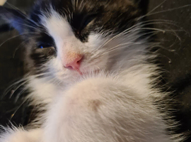 6 month old kitten