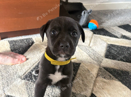 Bull cross puppies