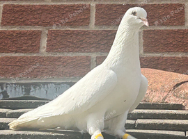 Turkish takla quality birds