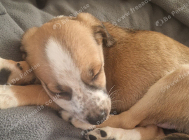 Rehome my puppy