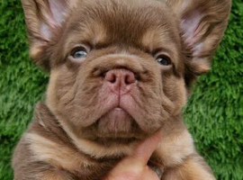 KC REGISTERED QUALITY FLUFFY FRENCH BULLDOGS