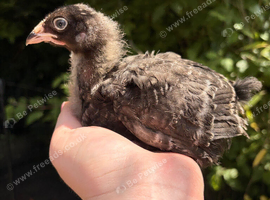 4 Week old Cuckoo Maran chicks