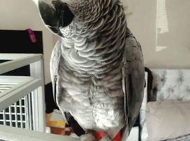 Beautiful Male African Grey Parrot