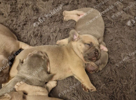 French bulldog puppies