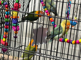 Baby lovebirds