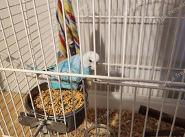2025 cock budgie