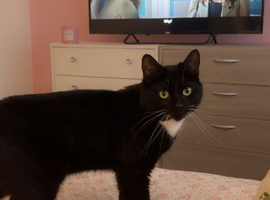Black and white tuxedo male cat