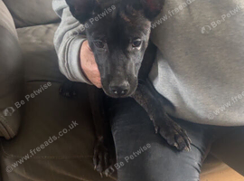 Last boy available lovely pup very boisterous