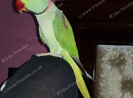 Very tame and taking alexandrine