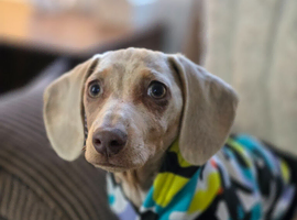 Isabella dapple miniature dachshund