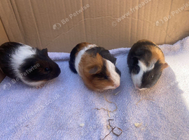 Female baby Guineapigs