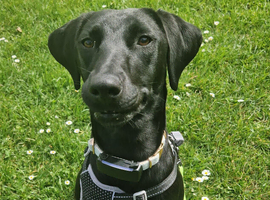 Bingo &ndash; Whippet x Labrador (Whipador) &ndash; Looking for Her Forever Home
