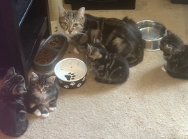 Kittens ready to go