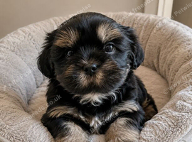 Stunning doby shih tzu puppies