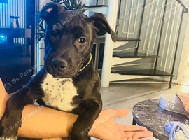 Staffy Staffy puppy