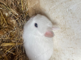 Pick up only pick up is Peterborough beautiful Netherlan dwarfs