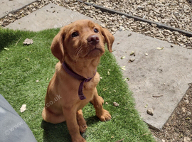 Red fox Labrador