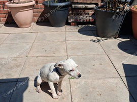 Jackrussell , terrier