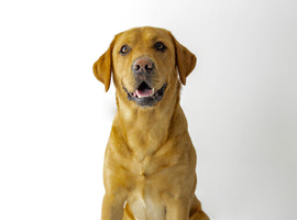 Fox red Labrador for stud Leeds