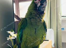 Military Macaw