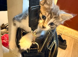 Kittens &pound;100