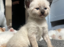 Siamese kitten