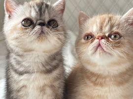 Gorgeous GCCF registered kittens from Champions parents