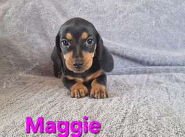 Stunning smooth haired miniature dacshund