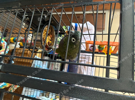 Pionus  Maximilian lovely parrot