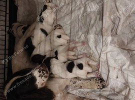 Springer spaniel pups