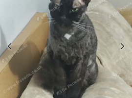 4 year old sphynx cross boy