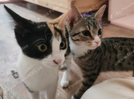 4 kittens (female)
