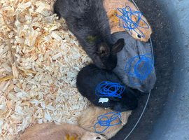 Ready to leave Rex rabbits.