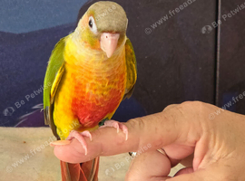 Hand reared tame pineapple gcc (9)